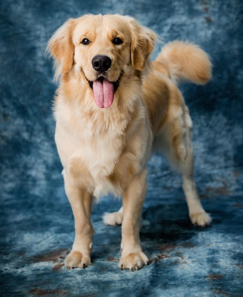 dog, nature, pet, labrador, canine, mammal, animal